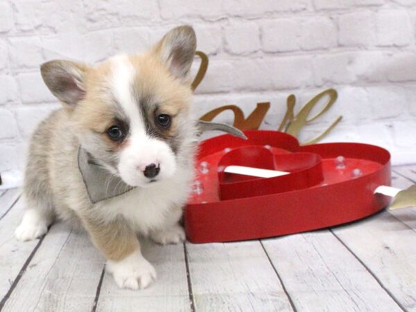 Pembroke Welsh Corgi DOG Male Red & White 15965 Petland Wichita, Kansas