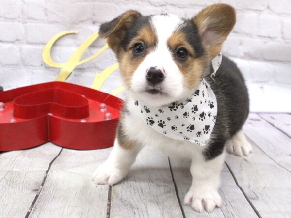 Pembroke Welsh Corgi DOG Male Black Tri 15963 Petland Wichita, Kansas