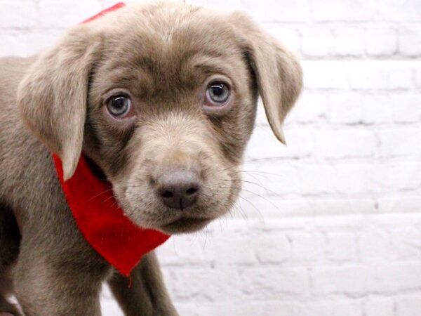 English Labrador Retriever DOG Male Silver 15953 Petland Wichita, Kansas