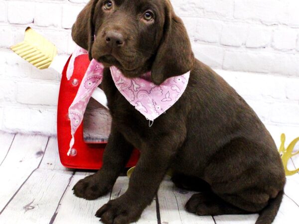 English Labrador Retriever DOG Female Chocolate 15975 Petland Wichita, Kansas