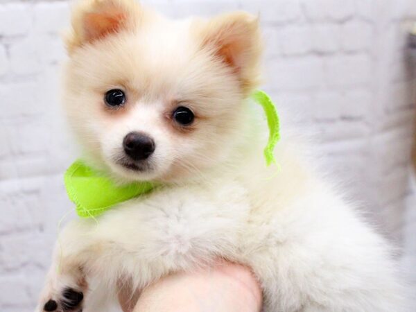 Pomeranian DOG Female Cream & White 15967 Petland Wichita, Kansas