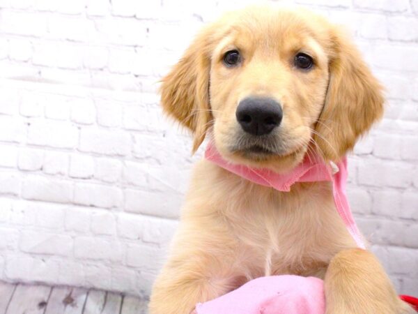 Golden Retriever DOG Female Golden 15973 Petland Wichita, Kansas