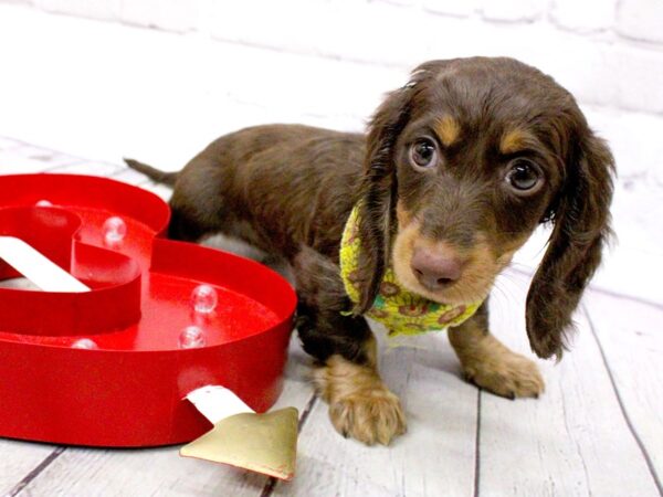 Miniature Dachshund DOG Female Long Haired Chocolate and Tan 15961 Petland Wichita, Kansas