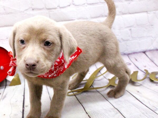 English Labrador Retriever DOG Male Silver 15955 Petland Wichita, Kansas