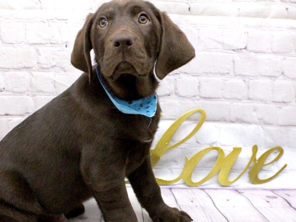 English Labrador Retriever-DOG-Male-Chocolate-15974-Petland Wichita, Kansas