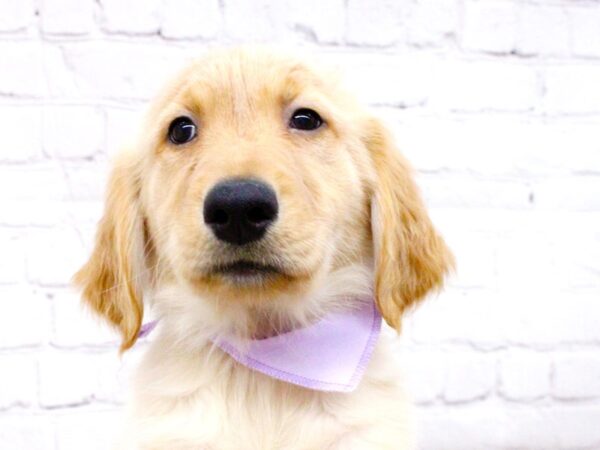 Golden Retriever DOG Female Light Golden 15972 Petland Wichita, Kansas