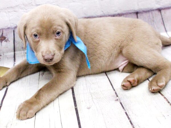 English Labrador Retriever DOG Male Silver 15954 Petland Wichita, Kansas