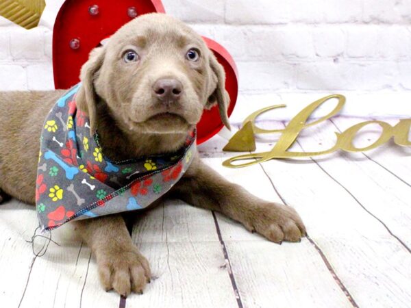 English Labrador Retriever DOG Male Silver 15952 Petland Wichita, Kansas