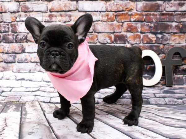 French Bulldog-DOG-Female-Brindle & White-15979-Petland Wichita, Kansas