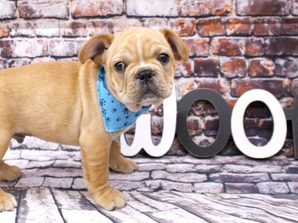 French Bulldog-DOG-Male-Cream-15981-Petland Wichita, Kansas