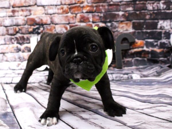 French Bulldog-DOG-Female-Brindle & White-15978-Petland Wichita, Kansas