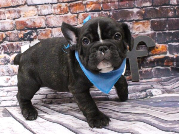 French Bulldog-DOG-Male-Brindle & White-15980-Petland Wichita, Kansas