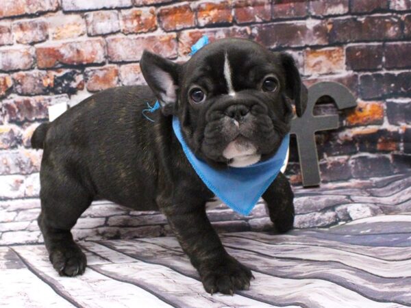 French Bulldog DOG Male Brindle & White 15980 Petland Wichita, Kansas