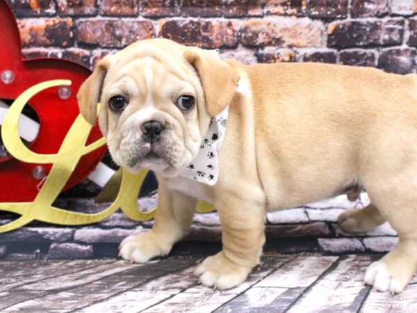 French Bulldog-DOG-Male-Cream-15982-Petland Wichita, Kansas
