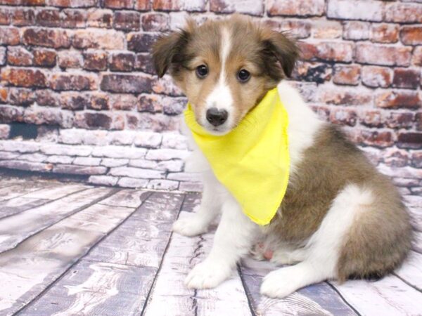 Shetland Sheepdog-DOG-Female-Sable & White-15988-Petland Wichita, Kansas