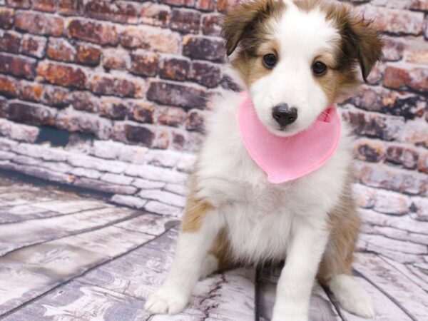 Shetland Sheepdog DOG Female Sable & White 15986 Petland Wichita, Kansas