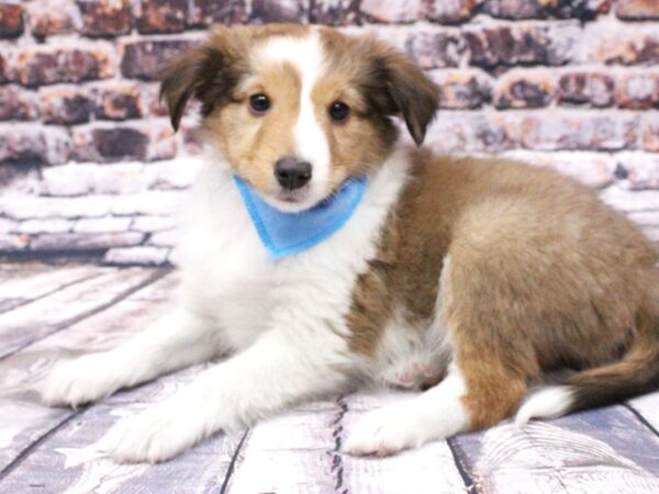 Shetland Sheepdog DOG Male Sable & White 15984 Petland Wichita, Kansas