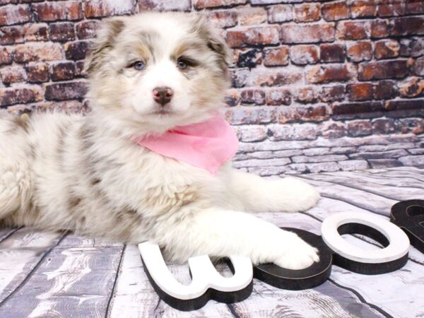 Australian Shepherd DOG Female Red Merle 15977 Petland Wichita, Kansas