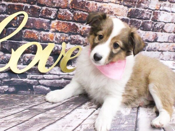 Shetland Sheepdog-DOG-Female-Sable & White-15987-Petland Wichita, Kansas