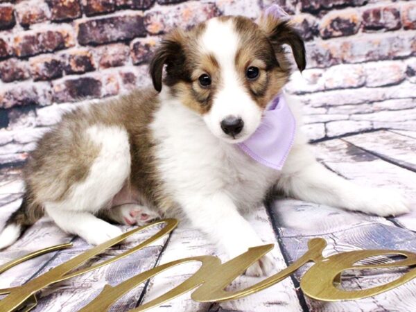 Shetland Sheepdog DOG Female Sable & White 15985 Petland Wichita, Kansas