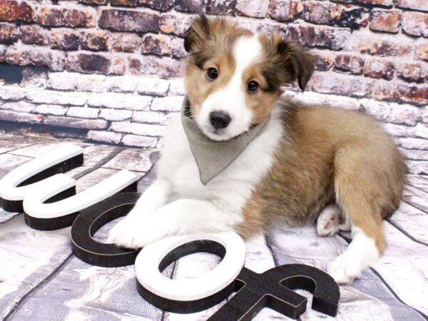 Shetland Sheepdog-DOG-Male-Sable & White-15983-Petland Wichita, Kansas