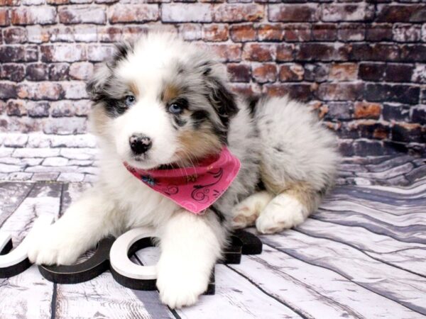 Australian Shepherd DOG Female Blue Merle 15976 Petland Wichita, Kansas