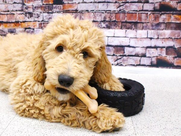 Goldendoodle DOG Male Golden 15850 Petland Wichita, Kansas