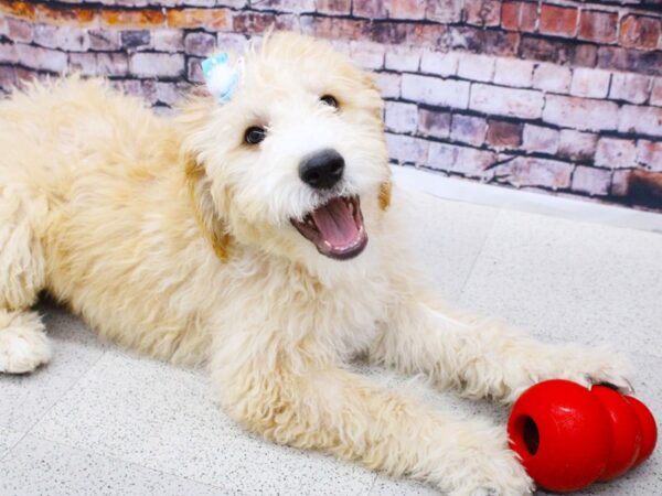 Goldendoodle DOG Female Gold w/White Blaze 15848 Petland Wichita, Kansas