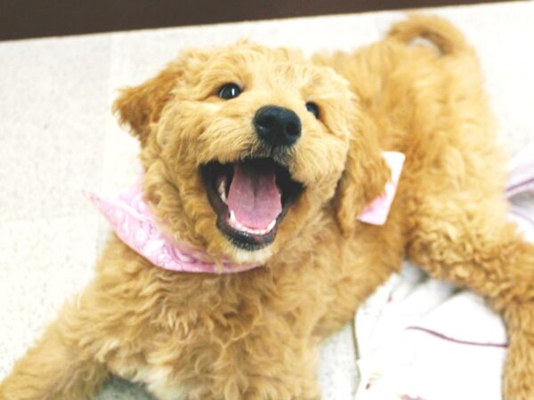 Goldendoodle DOG Female Golden 15849 Petland Wichita, Kansas