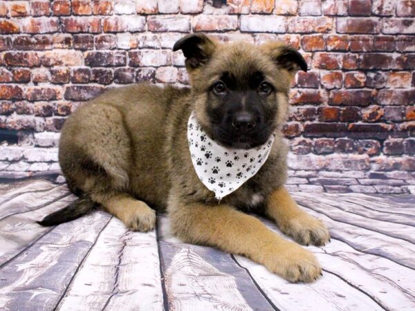 German Shepherd-DOG-Male-Sable-16003-Petland Wichita, Kansas
