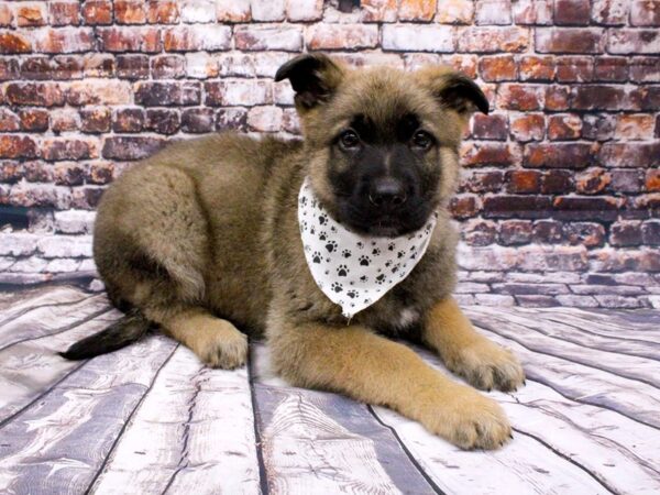 German Shepherd DOG Male Sable 16003 Petland Wichita, Kansas