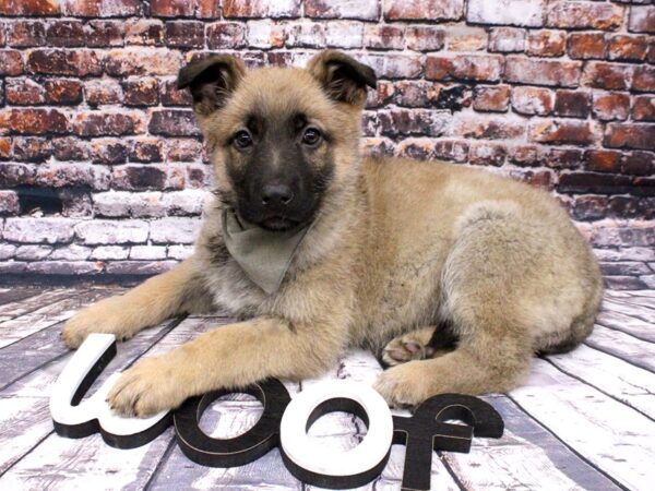 German Shepherd DOG Male Sable 16001 Petland Wichita, Kansas