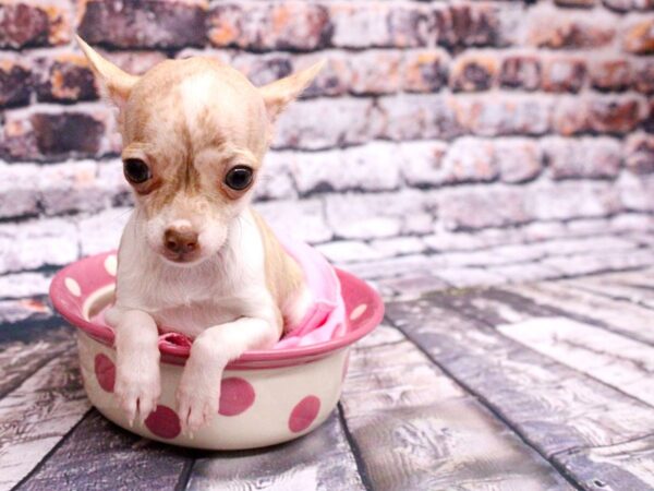 Chihuahua DOG Female Brindle Fawn 15999 Petland Wichita, Kansas