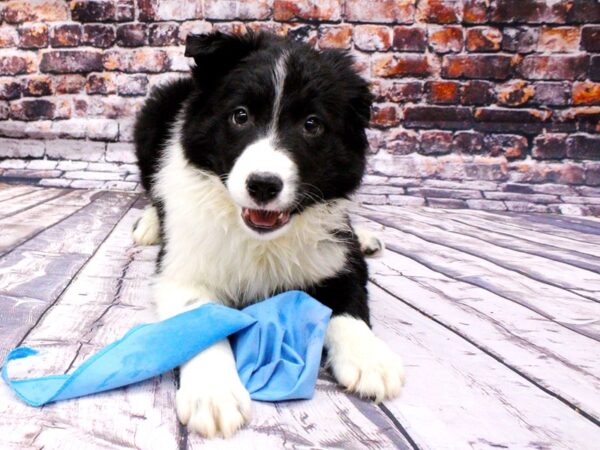 Border Collie DOG Male Black / White 15996 Petland Wichita, Kansas