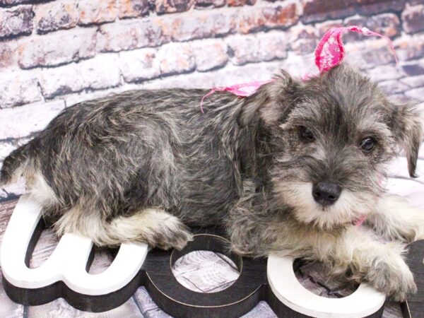 Miniature Schnauzer DOG Female Salt & Pepper 15994 Petland Wichita, Kansas