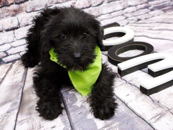 Miniature Schnauzer DOG Male Black 15992 Petland Wichita, Kansas