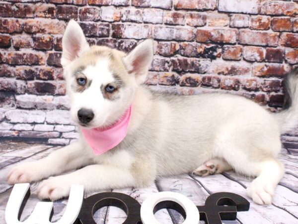 Siberian Husky DOG Female Grey & White 15990 Petland Wichita, Kansas