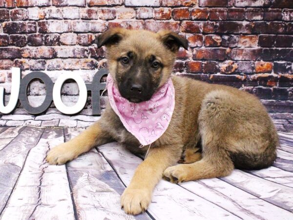 German Shepherd DOG Female Sable 16004 Petland Wichita, Kansas