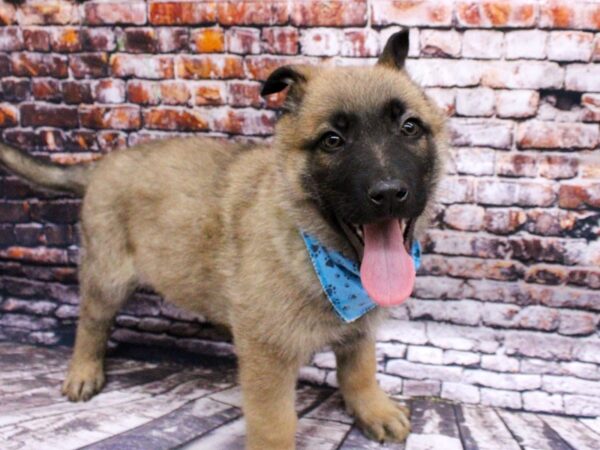 German Shepherd DOG Male Sable 16002 Petland Wichita, Kansas