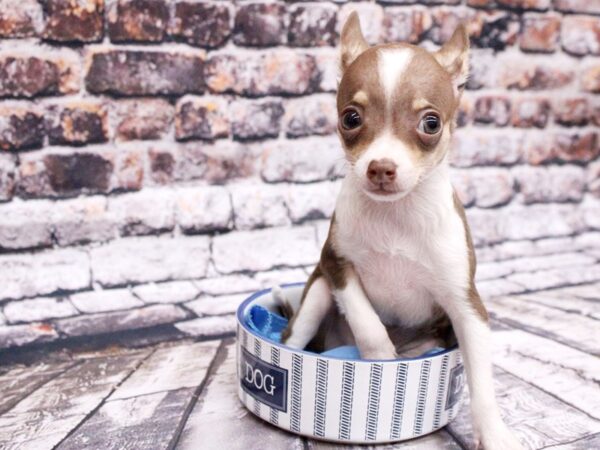 Chihuahua DOG Male Chocolate Tri 16000 Petland Wichita, Kansas