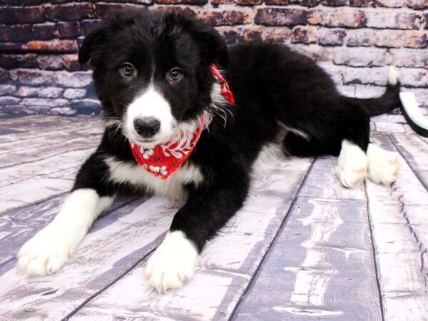 Border Collie DOG Male Black / White 15997 Petland Wichita, Kansas