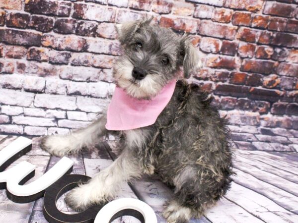 Miniature Schnauzer-DOG-Female-Salt & Pepper-15995-Petland Wichita, Kansas