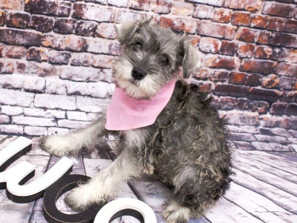 Miniature Schnauzer DOG Female Salt & Pepper 15995 Petland Wichita, Kansas