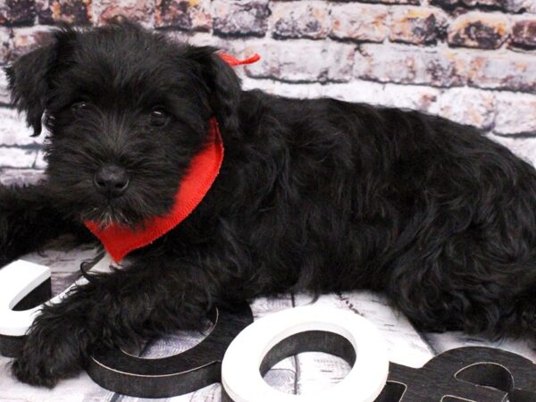 Miniature Schnauzer DOG Male Black & White 15993 Petland Wichita, Kansas