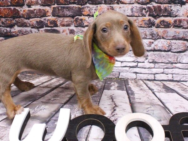 Miniature Dachshund DOG Female Long Haired Blue & Isabella tan 15991 Petland Wichita, Kansas