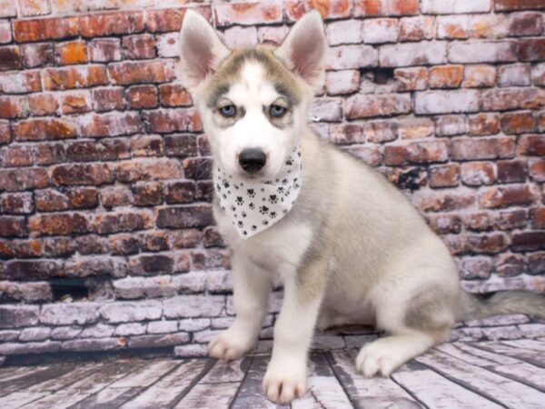 Siberian Husky-DOG-Male-Grey & White-15989-Petland Wichita, Kansas