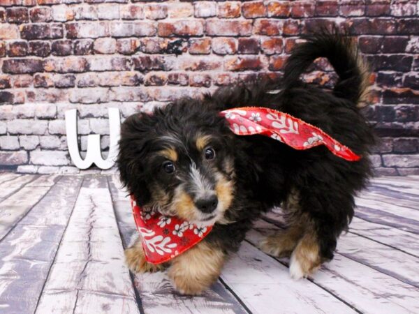 Mini Bernedoodle DOG Male Black Tri 16016 Petland Wichita, Kansas