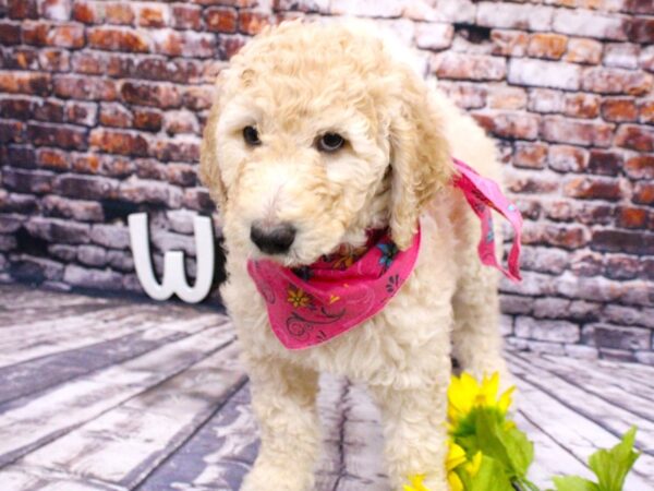 F1B Goldendoodle DOG Female Gold 16012 Petland Wichita, Kansas