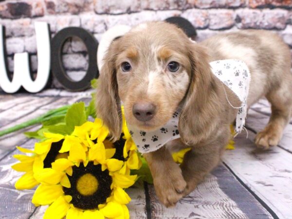 Miniature Dachshund DOG Male Long Haired Isabella Dapple 16010 Petland Wichita, Kansas