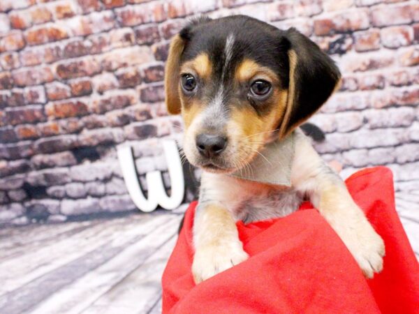 Beagle DOG Male Black Tri 16006 Petland Wichita, Kansas